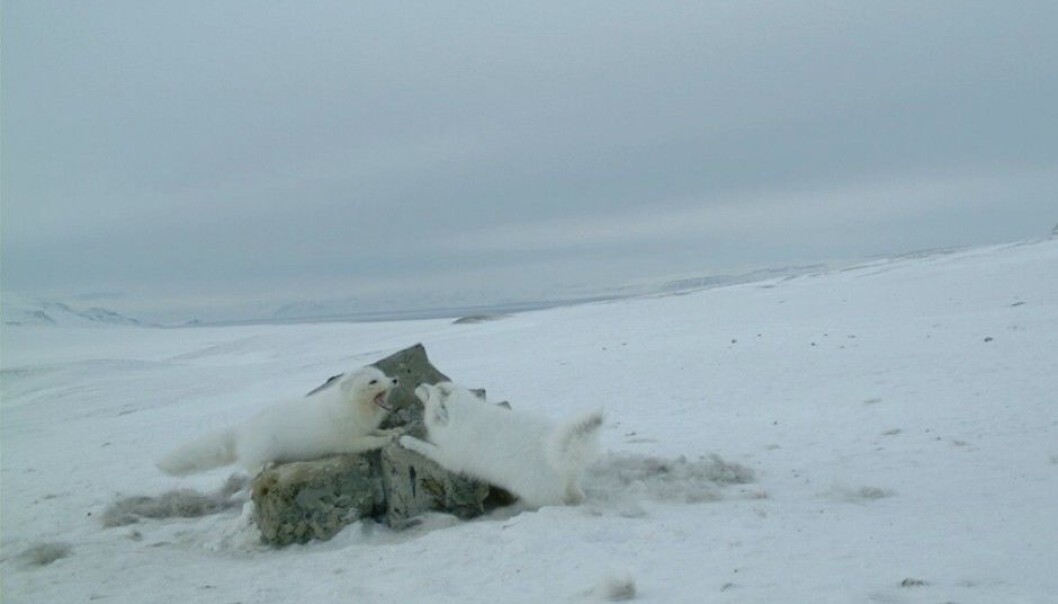 Researchers set out game cameras that took pictures every five minutes throughout a 24-hour period. This photo shows two Arctic foxes that have come to the bait in the daytime- and that clearly are not in agreement on how to divvy it up. (Photo: Norwegian Polar Institute) Researchers set out game cameras that took pictures every five minutes throughout a 24-hour period. This photo shows two Arctic foxes that have come to the bait in the daytime- and that clearly are not in agreement on how to divvy it up. (Photo: Norwegian Polar Institute)