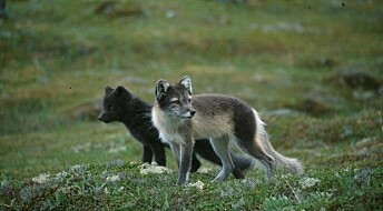 Thin Arctic foxes suffer more from industrial pollutants