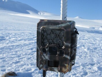 Researchers set up twenty game cameras in different locations in Nordenskiöld Land on Spitsbergen in Svalbard. (Photo: Eva Fuglei, Norwegian Polar Institute) Researchers set up twenty game cameras in different locations in Nordenskiöld Land on Spitsbergen in Svalbard. (Photo: Eva Fuglei, Norwegian Polar Institute)