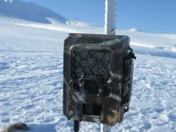 Researchers set up twenty game cameras in different locations in Nordenskiöld Land on Spitsbergen in Svalbard. (Photo: Eva Fuglei, Norwegian Polar Institute)