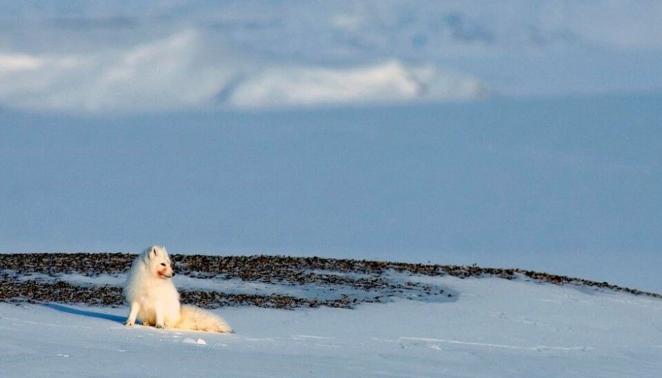 The Arctic fox eats almost everything it comes across, which is how it gets the varying amounts of persistant organic pollutants and other chemicals in its fat reserves. (Photo: Nicolas Lecomte)