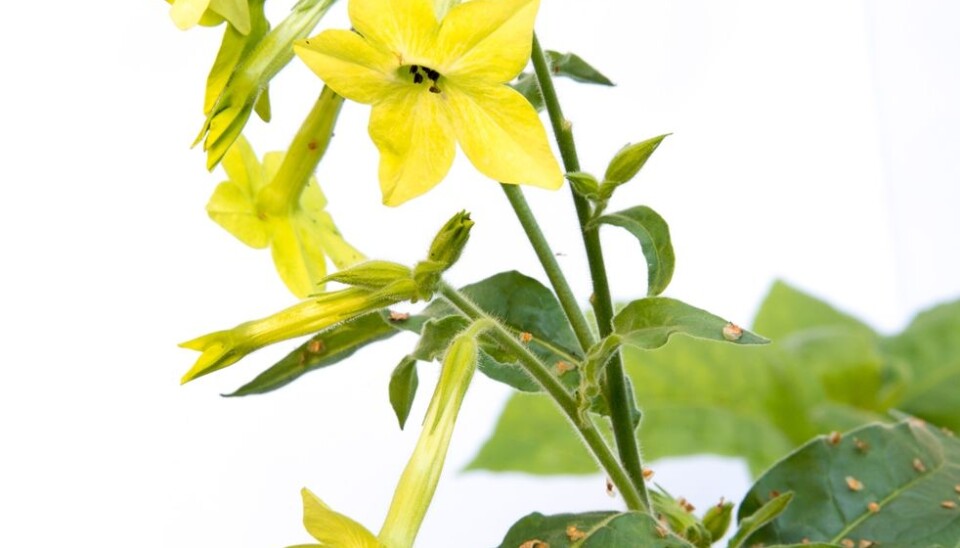 Tobacco plants. (Photo: Bioforsk)