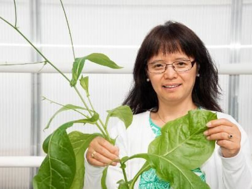 Jihong Liu Clarke. (Photo: Erling Fløistad)