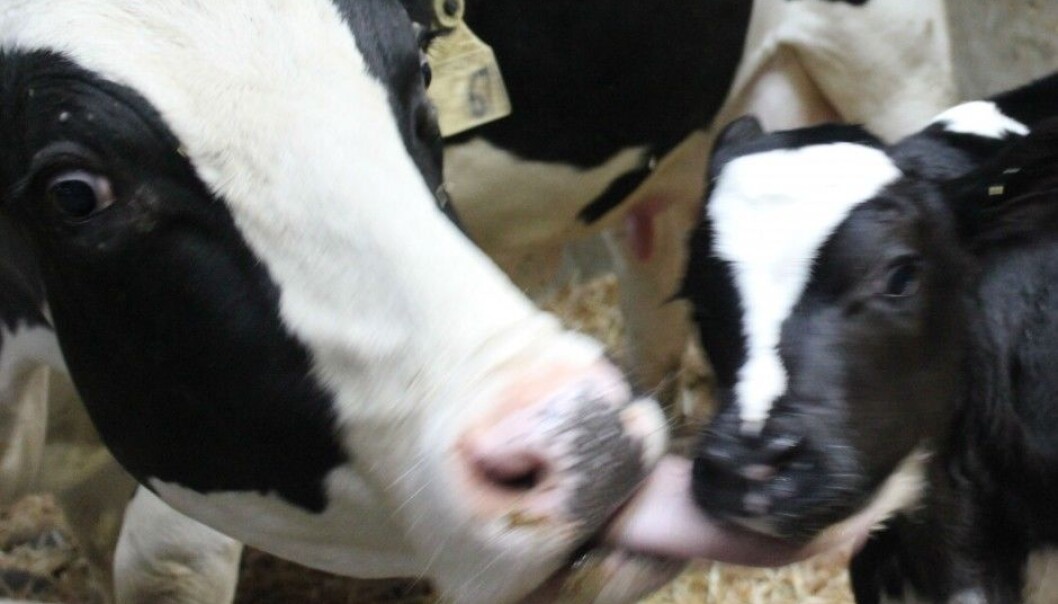 A vet conducting research on animal welfare has tried to find the “ideal” organic rearing system for dairy and meat production calves in the first three months of their lives. (Photo: from the study, Julie Føske Johnsen) A vet conducting research on animal welfare has tried to find the “ideal” organic rearing system for dairy and meat production calves in the first three months of their lives. (Photo: from the study, Julie Føske Johnsen)