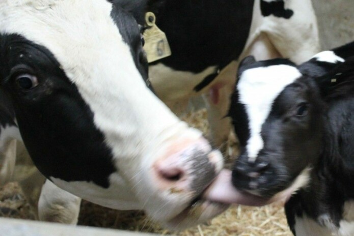 Calves need more motherly care