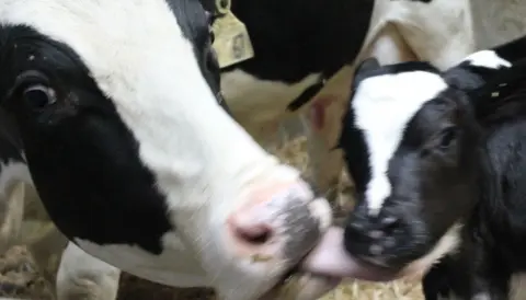 Calves need more motherly care