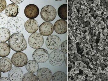 Mineralized material: Stem cells in alginate beads (left), and the result – mineralized material (right). (Photo: Magnus Ø. Olderøy and Minli Xie, NTNU)
Mineralized material: Stem cells in alginate beads (left), and the result – mineralized material (right). (Photo: Magnus Ø. Olderøy and Minli Xie, NTNU)