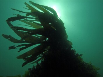 Alginates are biopolymers derived from seaweed. (Photo: Colourbox) Alginates are biopolymers derived from seaweed. (Photo: Colourbox)