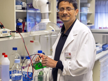Learning more about the FSAP gene will be a long and difficult task, according to professor Sandip Kanse. (Photo: Grunnar F. Lothe) Learning more about the FSAP gene will be a long and difficult task, according to professor Sandip Kanse. (Photo: Grunnar F. Lothe)