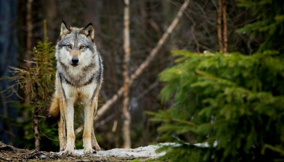 Wolves have an ambivalent attitude towards logging roads. They know these unpaved roads in the forest can be risky places but they are easier and faster to travel on, making it more effortless for a wolf to patrol its territory. (Photo: Øyvind Nordahl Næss, NTB scanpix)