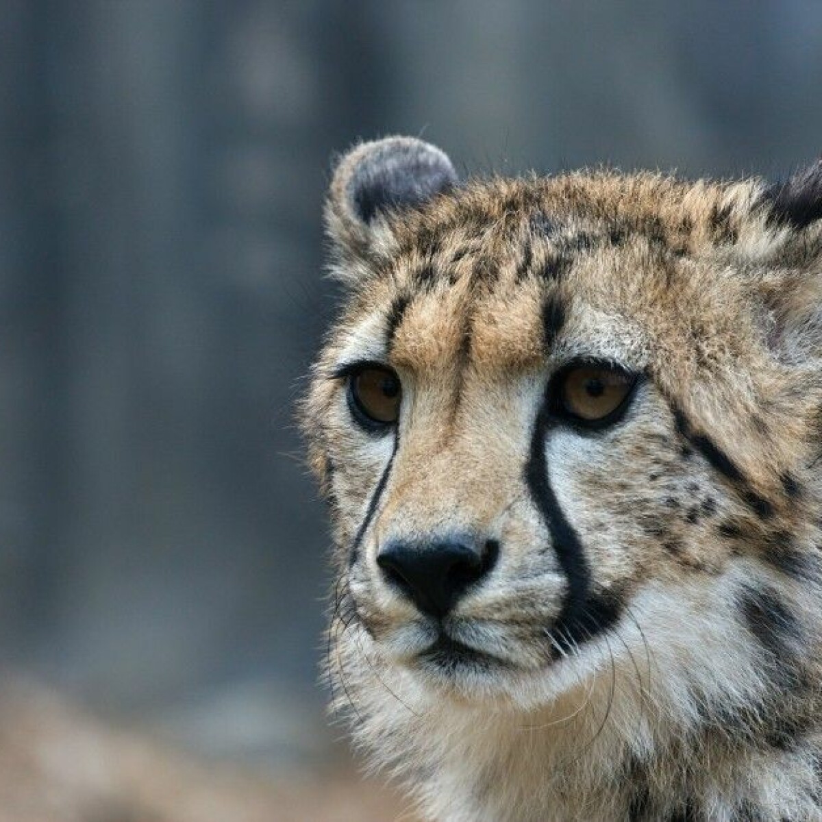Can wild animals have mental illnesses?