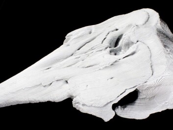 Nature strives for symmetry, but the whale skull is asymmetrical. Here Mikkelsen made a symmetrical version of the skull out of cardboard. He calls it a hyper fossil. (Photo: Trond Kasper Mikkelsen) Nature strives for symmetry, but the whale skull is asymmetrical. Here Mikkelsen made a symmetrical version of the skull out of cardboard. He calls it a hyper fossil. (Photo: Trond Kasper Mikkelsen)