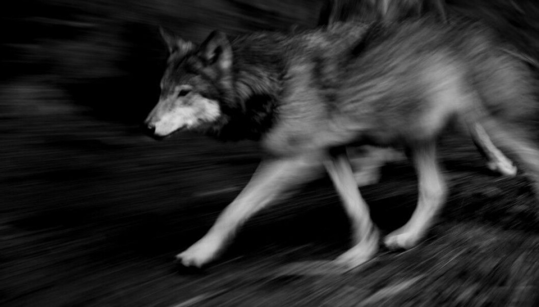 The opposition to wolves that is found in rural areas of Norway is not really about the animals themselves, say researchers from Hedmark University College. (Photo: Tom Schandy / NN / Samfoto) The opposition to wolves that is found in rural areas of Norway is not really about the animals themselves, say researchers from Hedmark University College. (Photo: Tom Schandy / NN / Samfoto)