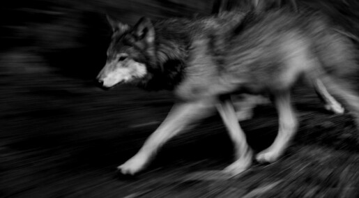 Norwegians more tolerant of illegal wolf shooting