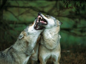 Sweden has ten times more wolves than Norway, yet Norwegians are less accepting of these animals in the natural environment. (Photo: Lars Gejl/NTB Scanpix) Sweden has ten times more wolves than Norway, yet Norwegians are less accepting of these animals in the natural environment. (Photo: Lars Gejl/NTB Scanpix)