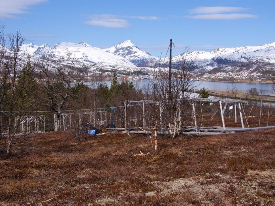 Field site shortly after snow melt in spring. (Photo: Jarle W. Bjerke, NINA)