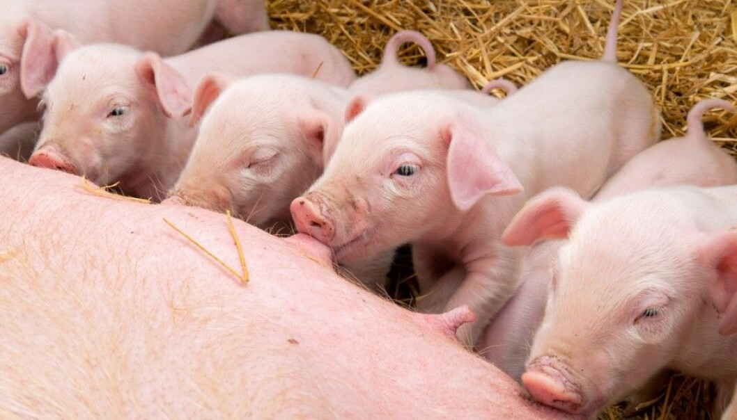 The goal is to keep pig families as happy as possible. (Photo: Microstock) The goal is to keep pig families as happy as possible. (Photo: Microstock)