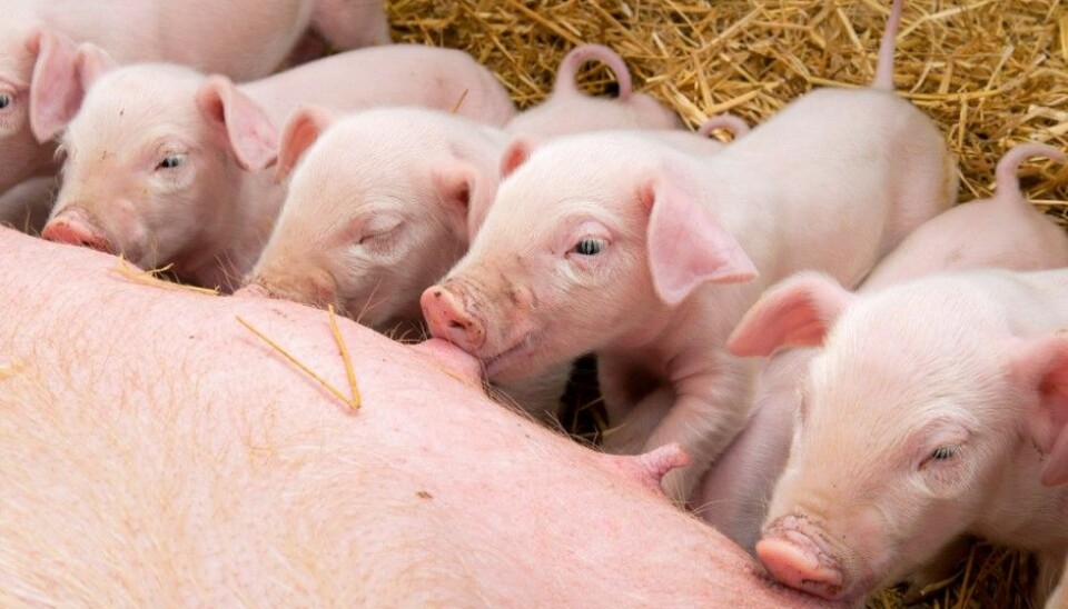 The goal is to keep pig families as happy as possible. (Photo: Microstock)