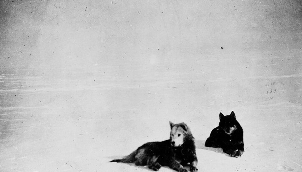 Amundsen’s favourite dogs, Fix and Lassesin. (Photo: the NOAA photo library)