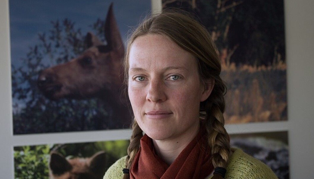 Forest management no longer produces as much food for moose, says Karen Marie Mathisen. (Photo: Georg Mathisen) Forest management no longer produces as much food for moose, says Karen Marie Mathisen. (Photo: Georg Mathisen)