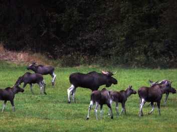 Moose cause extensive damage and timber loss to the forest when they feed on saplings. Here a herd ventures out of the woods during moose hunting season. (Photo: Gorm Kallestad, NTB scanpix) Moose cause extensive damage and timber loss to the forest when they feed on saplings. Here a herd ventures out of the woods during moose hunting season. (Photo: Gorm Kallestad, NTB scanpix)