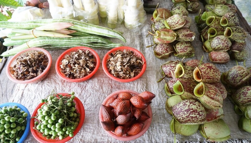 Malaysian market with Nepenthes pitchers for sale (right). (Photo: Rachel Schwallier, Naturalis Biodiversity Center, Leiden)