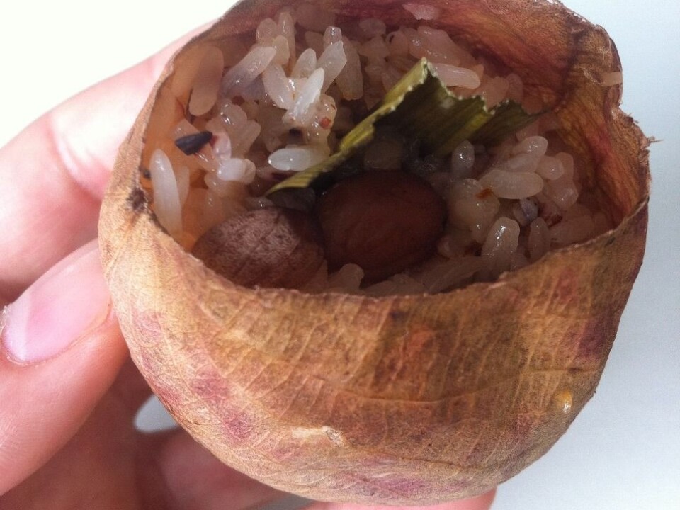 Nepenthes sticky rice snack. (Photo: Rachel Schwallier, Naturalis Biodiversity Center, Leiden)