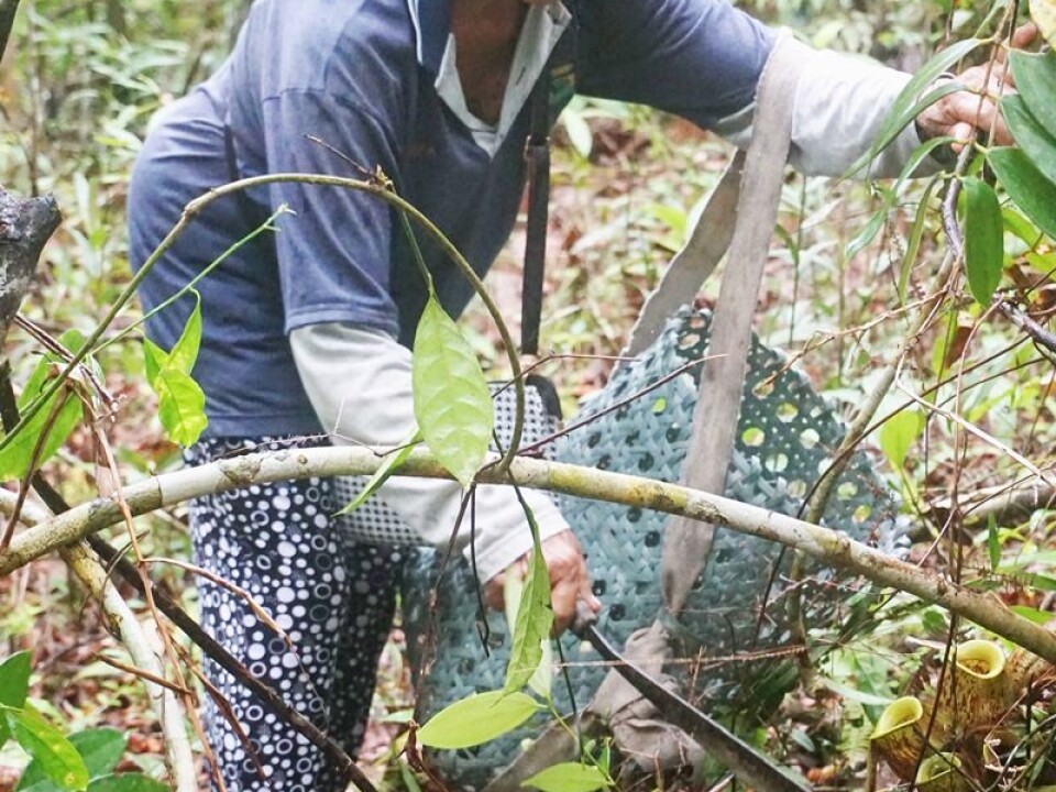 Harvesting of Nepenthes pitchers. (Photo: Rachel Schwallier, Naturalis Biodiversity Center, Leiden)