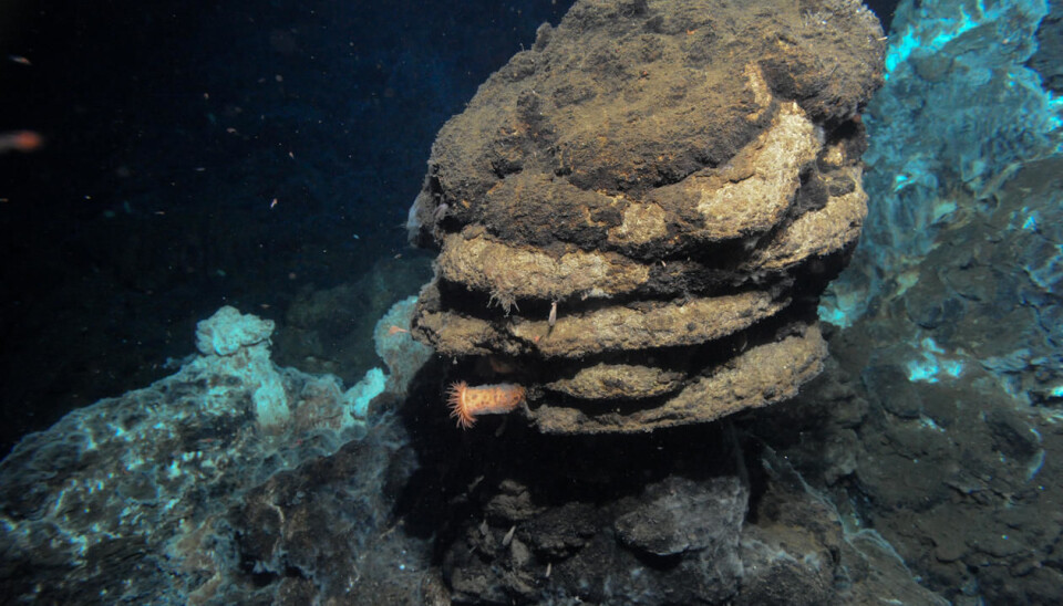In July 2008, University of Bergen researcher Steffen Leth Jørgensen was part of a mission with the research ship G. O. Sars. This is when he discovered a new microbe that represents a missing link in the evolution of complex life on Earth. (Photo: Centre for Geobiology, University of Bergen)