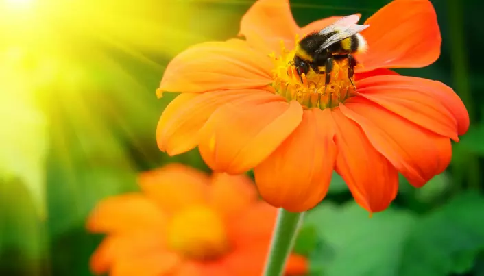 Conserving rare bees has ethical merit but little economic value