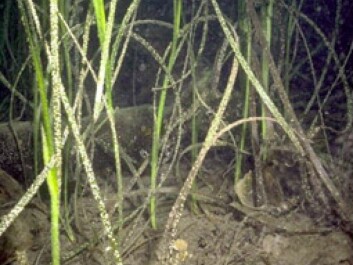 Eelgrass is commonly found on the Norwegian coast and many other parts of the world. (Photo: Ronald C. Phillips, Wikimedia Commons) Eelgrass is commonly found on the Norwegian coast and many other parts of the world. (Photo: Ronald C. Phillips, Wikimedia Commons)
