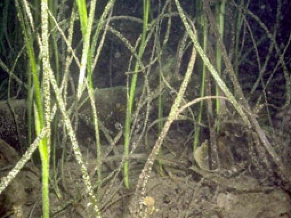 Eelgrass is commonly found on the Norwegian coast and many other parts of the world. (Photo: Ronald C. Phillips, Wikimedia Commons) Eelgrass is commonly found on the Norwegian coast and many other parts of the world. (Photo: Ronald C. Phillips, Wikimedia Commons)