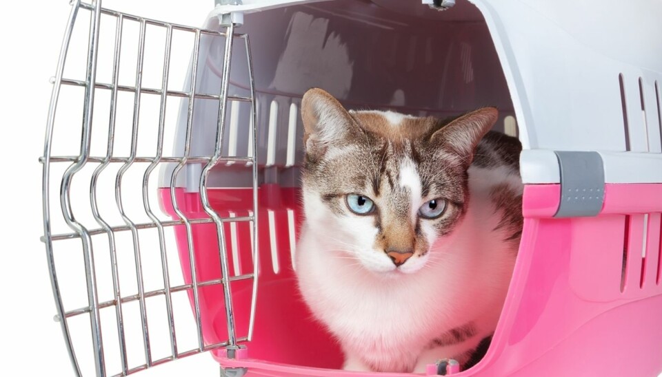 Cats are sensitive about changes in their environment. They can get frustrated and frightened by a new milieu. When an owner goes off on holidays, his or her cat most likely prefer to stay at home, but it needs supervision. (Photo: Colourbox)