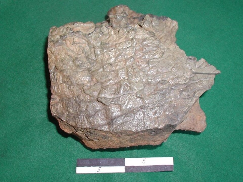 A piece of slag that solidified on a cold surface in the slag pit. Each groove may represent the tapping of approximately 10 kg of slag, which is evidence of the smelting process being carried out in batches. (Photo: Arne Espelund)