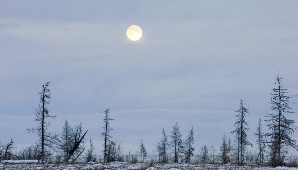 Ten to fifteen percent of the Earth's surface is tundra. Much of the vegetation in these areas remain close to the ground to protect itself against cold winds. (Photo: Vasily Fedosenko, Reuters)