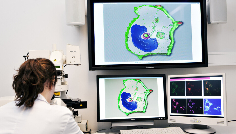CEMIR researcher Marie Hjelmseth Aune looks at macrophages ( blue ). The screen image shows a macrophage engulfing a bacterium (red). (Photo: Geir Mogen, NTNU)