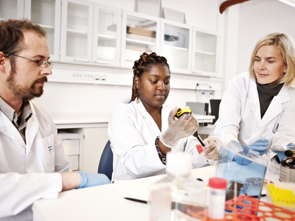 Jørgen Stenvik, Jane A Awuh and Trude Helen Flo, co-director of CEMIR, the Centre of Molecular Inflammation Research. Awuh is the first author of the PNAS article. (Photo: Geir Mogen, NTNU)