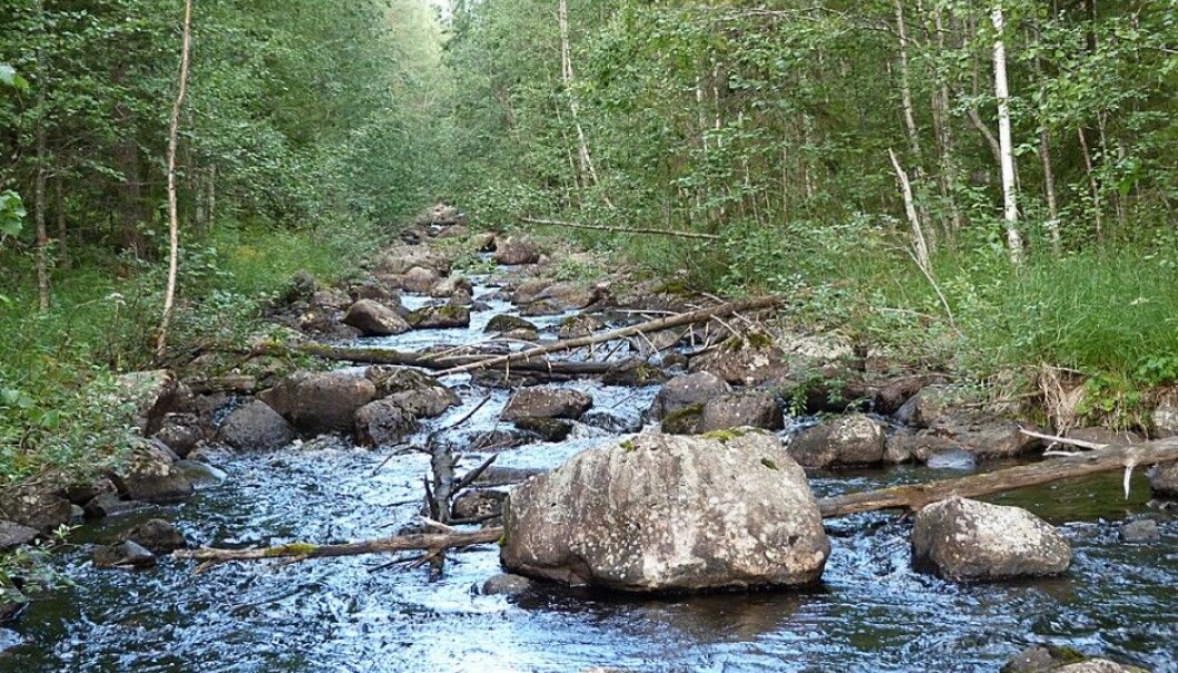 A watercourse restored in 1987. (Photo: Eliza Maher Hasselquist) A watercourse restored in 1987. (Photo: Eliza Maher Hasselquist)