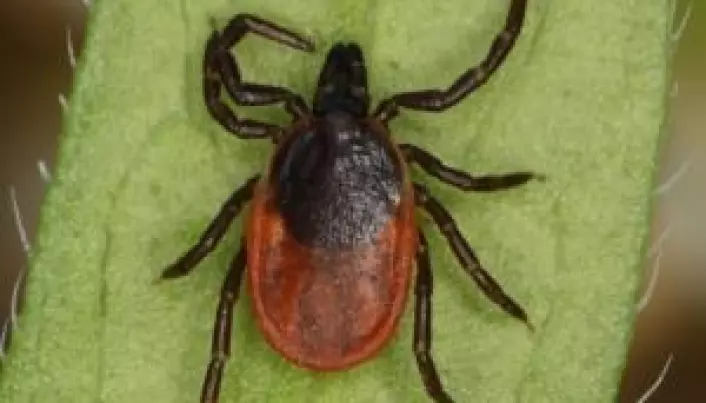 New type of infection by ticks leaves no visible symptoms