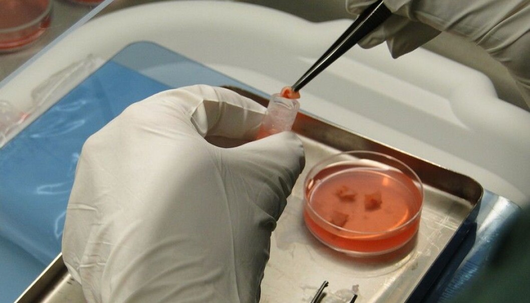 Tissue samples from the ovary of a woman who will undergo chemotherapy are washed in a solution before freezing. The tissue can later be transplanted into the other ovary, even though the remaining ovary has been damaged by chemotherapy. This allows the woman to ovulate and subsequently become pregnant. Two women have successfully given birth in Norway after this treatment was provided at the Oslo University Hospital. The photo shows the procedure being done in a foreign hospital. (Photo: Dr. Vereczkey Attila, Creative Commons Attribution-Share Alike 3.0 Unported license.) Tissue samples from the ovary of a woman who will undergo chemotherapy are washed in a solution before freezing. The tissue can later be transplanted into the other ovary, even though the remaining ovary has been damaged by chemotherapy. This allows the woman to ovulate and subsequently become pregnant. Two women have successfully given birth in Norway after this treatment was provided at the Oslo University Hospital. The photo shows the procedure being done in a foreign hospital. (Photo: Dr. Vereczkey Attila, Creative Commons Attribution-Share Alike 3.0 Unported license.)