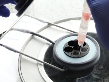 Before tissue samples from the ovary are frozen, most of the water in the cells must be extracted. This takes place in a fluid bath, which also acts as a kind of antifreeze when the tissue is frozen. Freezing occurs slowly at first, then faster down toward 196 degrees below zero in liquid nitrogen. At this temperature, samples can be stored almost indefinitely. (Photo: Dr. Vereczkey Attila, Creative Commons Attribution-Share Alike 3.0 Unported license.) Before tissue samples from the ovary are frozen, most of the water in the cells must be extracted. This takes place in a fluid bath, which also acts as a kind of antifreeze when the tissue is frozen. Freezing occurs slowly at first, then faster down toward 196 degrees below zero in liquid nitrogen. At this temperature, samples can be stored almost indefinitely. (Photo: Dr. Vereczkey Attila, Creative Commons Attribution-Share Alike 3.0 Unported license.)