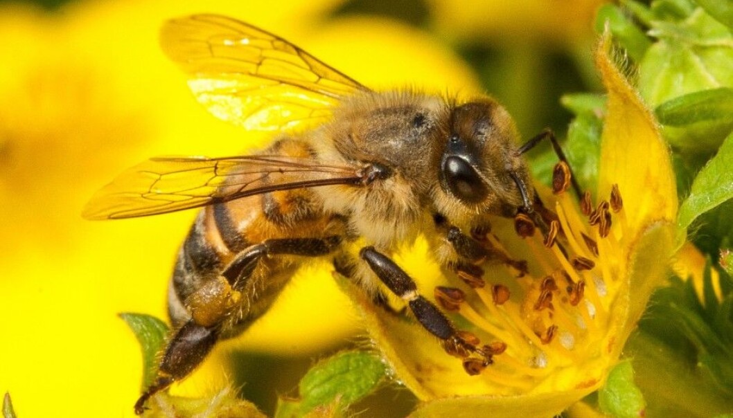 When bees gather pollen and nectar they also pick up bacteria which cause infections. (Photo: Christofer Bang) When bees gather pollen and nectar they also pick up bacteria which cause infections. (Photo: Christofer Bang)