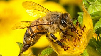 Discovery could yield bee vaccine