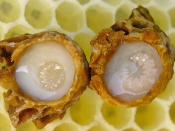 Developing queen larvae bathed in royal jelly. (Photo: Waugsberg/CC BY-SA 3.0) Developing queen larvae bathed in royal jelly. (Photo: Waugsberg/CC BY-SA 3.0)