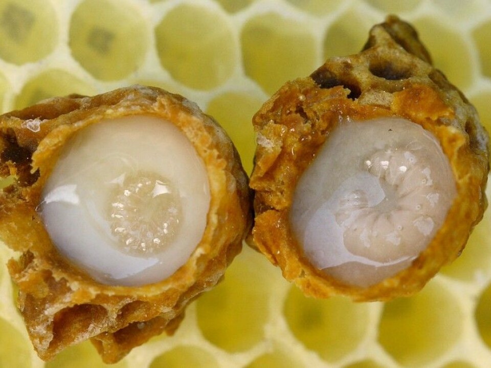 Developing queen larvae bathed in royal jelly. (Photo: Waugsberg/CC BY-SA 3.0)