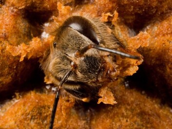 A newly hatched bee. (Photo: Christofer Bang) A newly hatched bee. (Photo: Christofer Bang)
