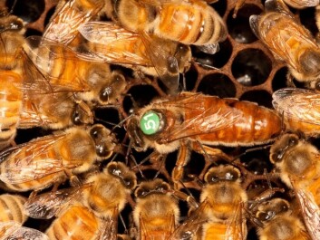 Bacteria are carried along with food and digested by the queen bee (here it’s the one with the number on her back). (Photo: Christofer Bang) Bacteria are carried along with food and digested by the queen bee (here it’s the one with the number on her back). (Photo: Christofer Bang)