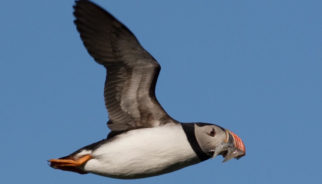 The puffin has been monitored since 1964. (Photo: T. Anker-Nilssen/NINA)
The puffin has been monitored since 1964. (Photo: T. Anker-Nilssen/NINA)