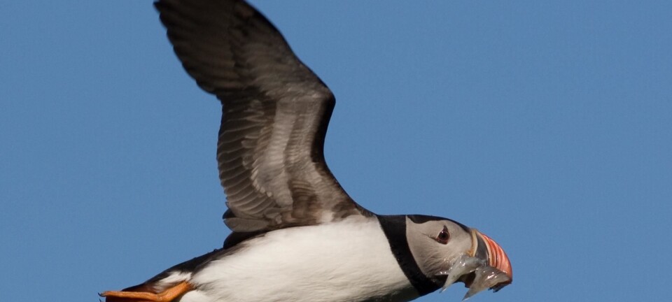 How much food do seabirds need?