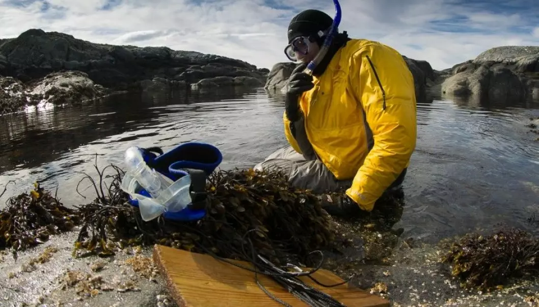 Professor Trond Amundsen found the record-breaking nest while he was snorkeling in the seaweed on the coast northwest of the island of Hitra, in central Norway. (Photo: Per Harald Olsen, NTNU)
